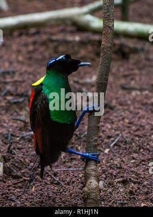 Eine männliche Wilson Bird Of Paradise (Diphyllodes respublica) in der balz an seinem Lek. Insel Waigeo, Raja Ampat, Indonesien Stockfoto