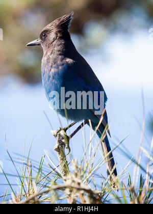 The Steller's jay (Cyanocitta stelleri) in Big sur, Kalifornien Stockfoto