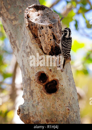 Nuttall's Specht (Dryobates Nuttallii) in Palo Alto, Kalifornien, USA Stockfoto