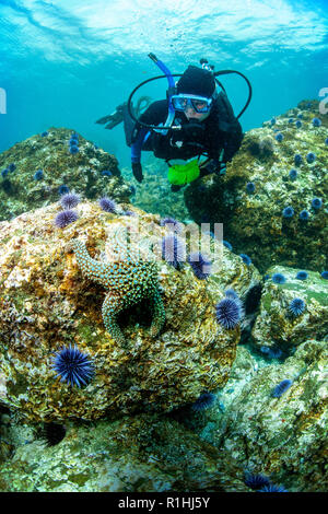 Ein weiblicher TAUCHER erkundet ein felsiges Riff auf Santa Cruz Island, Channel Islands National Marine Sanctuary, Kalifornien Stockfoto