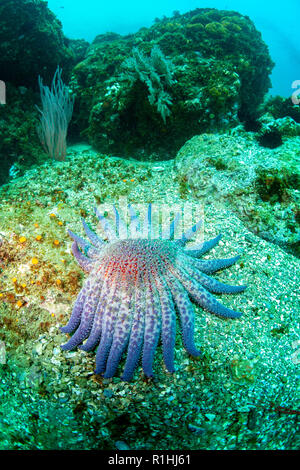 Sunflower Sea Star Unterwasser im Channel Islands National Marine Sanctuary, Kalifornien Stockfoto