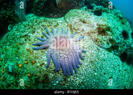 Sunflower Sea Star Unterwasser im Channel Islands National Marine Sanctuary, Kalifornien Stockfoto