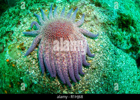 Sunflower Sea Star Unterwasser im Channel Islands National Marine Sanctuary, Kalifornien Stockfoto