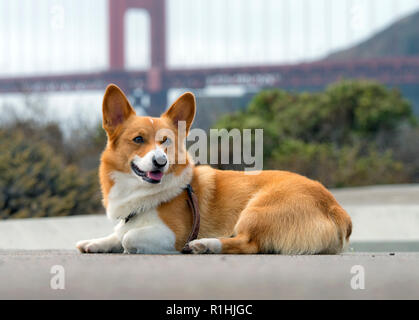 Pembroke Welsh Corgi vor der Golden Gate Bridge Stockfoto