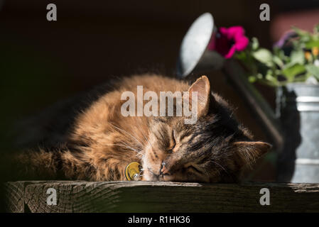 Cat Festlegung auf einen Tisch im Freien, Oregon. Stockfoto