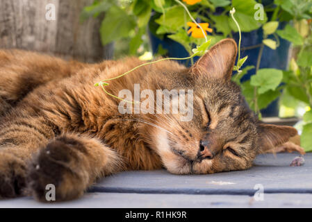 Cat Festlegung auf Deck, Oregon. Stockfoto