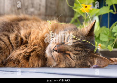 Cat Festlegung auf Deck, Oregon. Stockfoto
