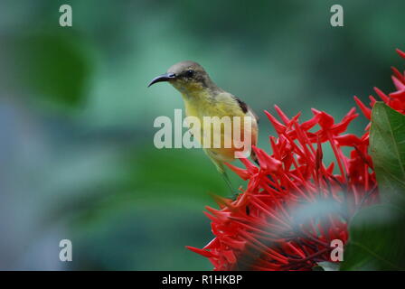 Sunbird Stockfoto