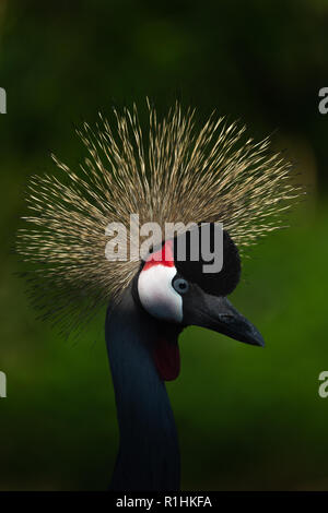 Das ist ein graues gekrönt Kran an den Sumpfgebieten und Wildlife Trust Lancashire. Es war spät am Tag mit der Sonne Filterung durch die Crest übernommen. Stockfoto