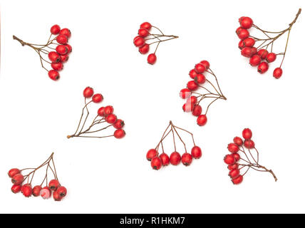 Herbst Komposition. Zusammensetzung Muster aus Herbst Früchte auf weißem Hintergrund Stockfoto