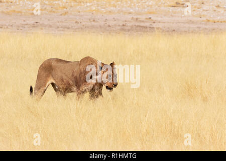 Namibia Wildlife - löwin Wandern in langen Gras, Etosha National Park, Namibia, Afrika Stockfoto