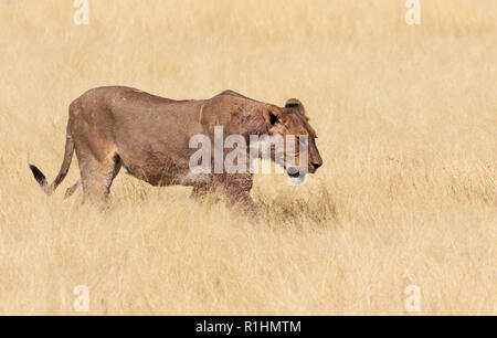 Löwin zu Fuß durch langes Gras, Etosha National Park, Namibia, Afrika Stockfoto