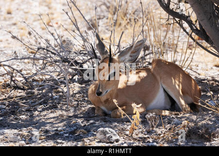 Steinböckchen, Raphicerus campestris, kleine Antilopen, erwachsenen Mann im Schatten sitzen, Etosha National Park, Namibia, Afrika Stockfoto