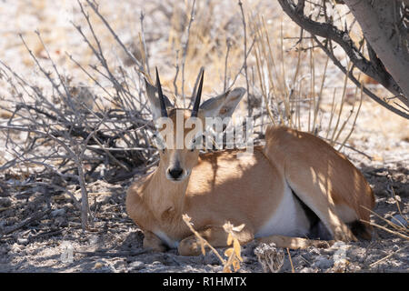 Steinböckchen, Raphicerus campestris, kleine Antilopen, erwachsenen Mann im Schatten sitzen, Etosha National Park, Namibia, Afrika Stockfoto