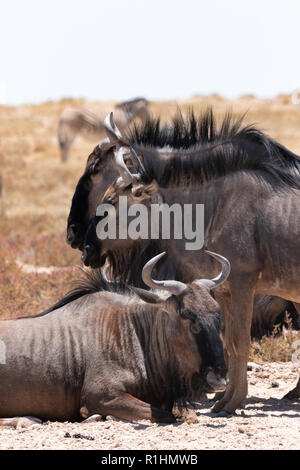 Gnus Afrika - Blue Wildebeest, Connochaetes taurinus, Etosha National Park, Namibia, Afrika Stockfoto