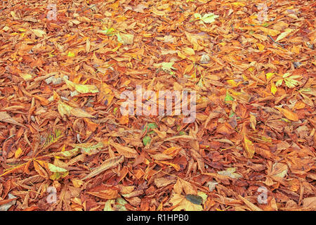 Laub im Herbst Stockfoto