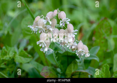 Bärtige Glockenblume (Campanula lanceolata), Blütenstand, mit weißen Blumen, Tirol, Österreich im September Stockfoto