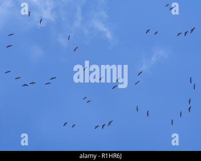 fliegen die Vögel Schlüssel auf Hintergrund des Himmels Stockfoto