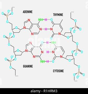 DNA-Molekül Struktur Stock Vektor