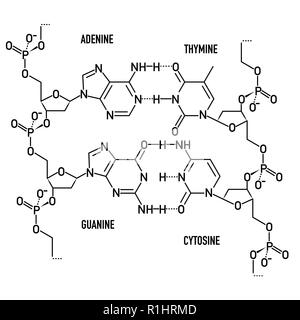 DNA-Molekül Struktur Stock Vektor