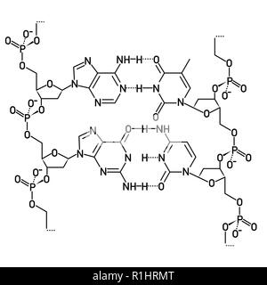 DNA-Molekül Struktur Stock Vektor