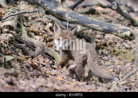 Red Fox (Vulpes vulpes) cub Peering vom Eingang in die Erde, in der Nähe von Bath, UK, Mai. Stockfoto