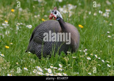 Behelmte Guineafowl (Numida meleagris) Futter für Insekten auf einer Wiese, in der Nähe von Bath, UK, Mai. Stockfoto