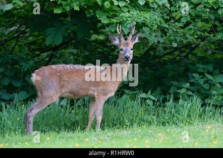 Reh (Capreolus capreolus) Buck, auf der Suche nach Weideland einer wiese wald Lichtung in der Dämmerung, in der Nähe von Bath, UK, Mai. Stockfoto