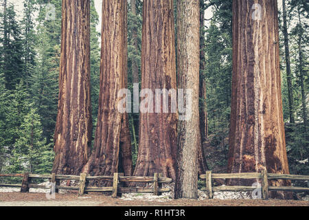 Sequoia Tree trunks in Sequoia und Kings Canyon Nationalparks in Kalifornien Stockfoto