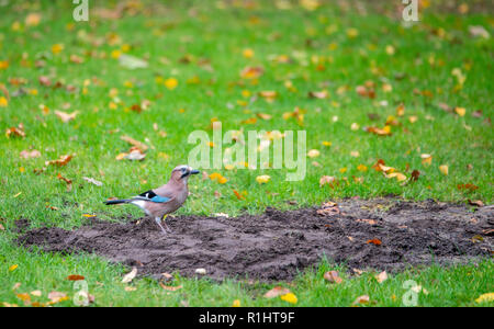 Corvus glandarius für Lebensmittel im Herbst auf der grünen Wiese von Gras in Holland suchen Stockfoto