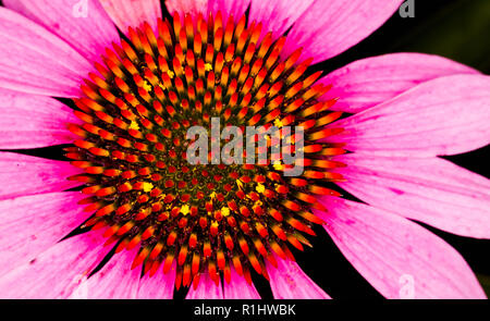 Rosa gazania Blume Stockfoto