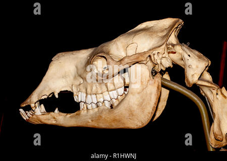 Dinosaurier Schädel Stockfoto