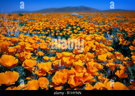 Antelope Valley California Poppy Reserve Stockfoto