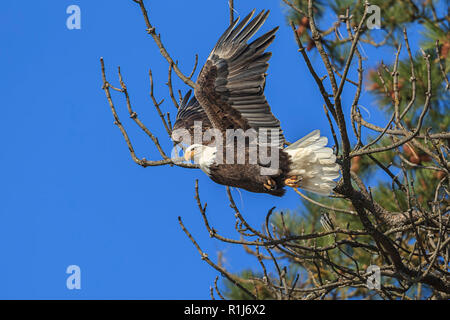 Ein Weißkopfseeadler fliegt aus einem Zweig in der Nähe von Coeur d'Alene, Idaho. Stockfoto