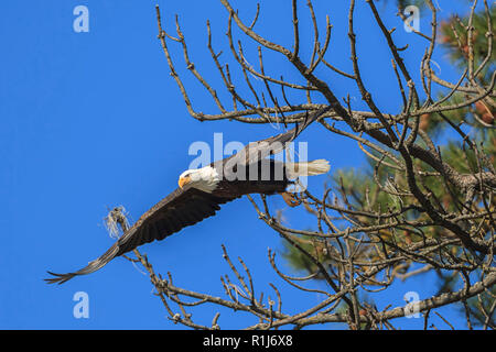 Ein Weißkopfseeadler fliegt aus einem Zweig in der Nähe von Coeur d'Alene, Idaho. Stockfoto