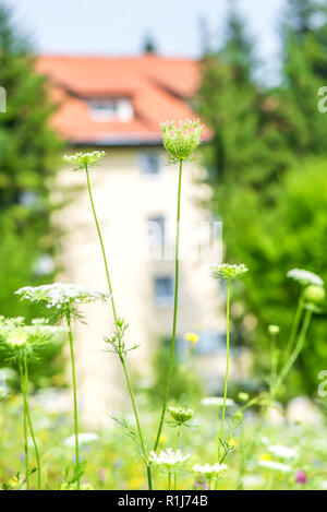 Nahaufnahme von yarrow Flower mit Haus im Hintergrund Stockfoto