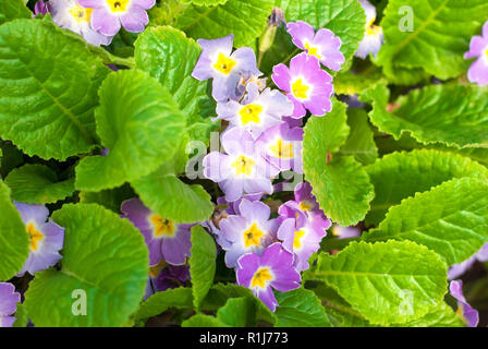 Primula vulgaris Blumen, subsp sibthorpii, im Garten Stockfoto