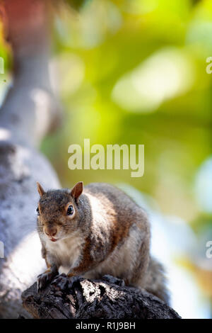 Das westliche Grauhörnchen (Sciurus griseus) in Palo Alto, Kalifornien, USA Stockfoto