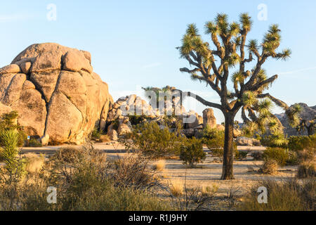 Borsten, Zweige des Joshua Tree vor dem Hintergrund der Wüste Berg im Joshua Tree National Park in Kalifornien. Stockfoto