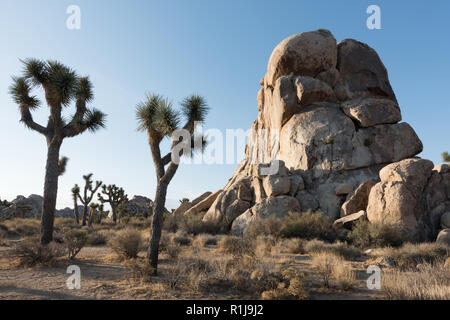 Borsten, Zweige des Joshua Tree vor dem Hintergrund der Wüste Berg im Joshua Tree National Park in Kalifornien. Stockfoto