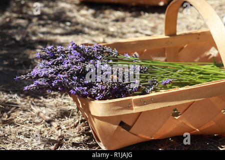 Frisch Lavendel in einem geflochtenen Korb aus einem Lavender Farm in Sequim, Washington schneiden Stockfoto