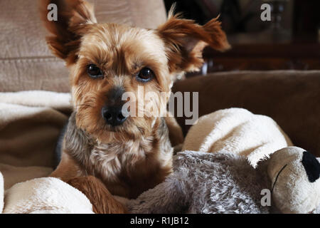 Yorkie Terrier entspannt auf der Liege Stockfoto