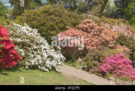 Clyne Gärten blühen, Blackpill, Swansea, South Wales, Großbritannien Stockfoto