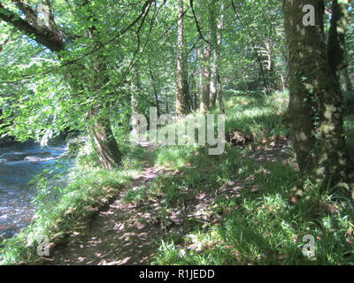 Spitchwick gemeinsame Wäldern am Ufer des River Dart, Dartmoor, Devon, England Stockfoto