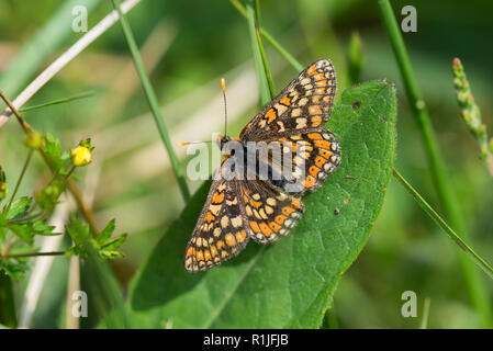 Marsh Fritillary Butterfly an Rest mit Flügel öffnen, Breney Gemeinsame, Cornwall, Großbritannien Stockfoto