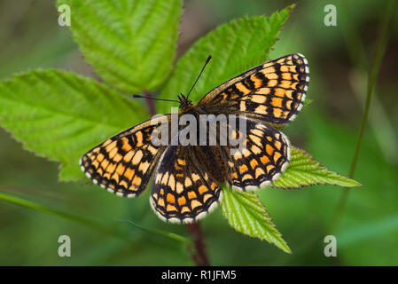 Heide Fritillaryschmetterling in Ruhe mit Flügeln öffnen, Luckett, Cornwall, Großbritannien Stockfoto