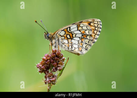 Heide fritillary in Ruhe zeigen underwing Muster, Cornwall, Großbritannien Stockfoto