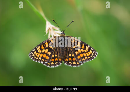 Heide Fritillaryschmetterling in Ruhe mit Flügeln öffnen, Luckett, Cornwall, Großbritannien Stockfoto