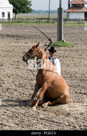 Reitsport in der Region Puszta in Ungarn Stockfoto