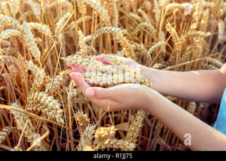 Kind holding Getreide in der Hand von einem Weizenfeld Stockfoto